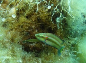 Le poisson femelle fait une sélection de graines super stricte 