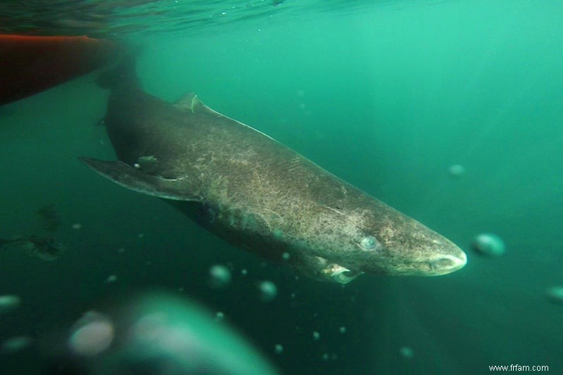 La vie du requin du Groenland commence à 150 ans 