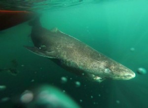 La vie du requin du Groenland commence à 150 ans 