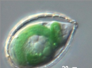 Reconstitution d un vol microbien 