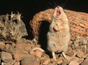 Les souris chantent comme un moteur à réaction 