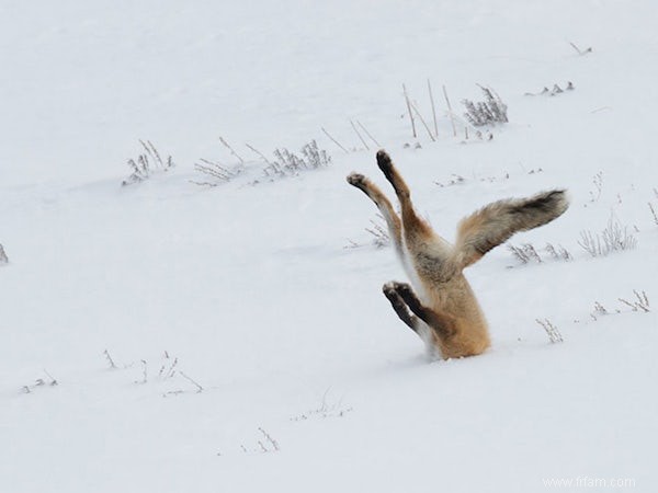 Comedy Wildlife :les photos d animaux les plus drôles récompensées 