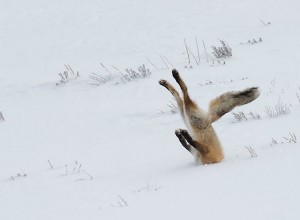 Comedy Wildlife :les photos d animaux les plus drôles récompensées 