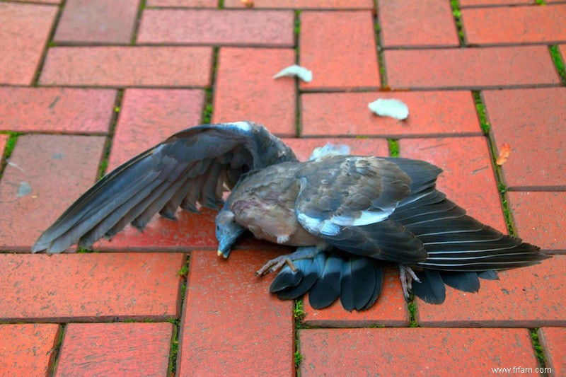 Les oiseaux sauvages s envolent plus vite à l approche de la voiture que les oiseaux de la ville 