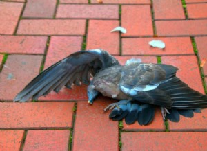 Les oiseaux sauvages s envolent plus vite à l approche de la voiture que les oiseaux de la ville 