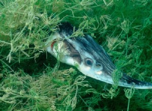 Quel esturgeon appartient à la mer du Nord ? 