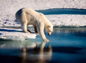 Les ours polaires peuvent chasser sept semaines par an de moins 