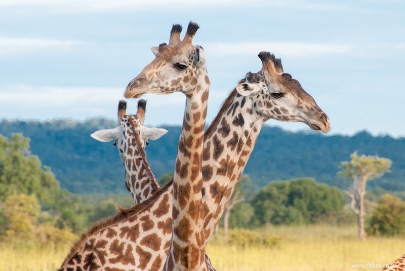 Pas une, mais quatre espèces de girafes 