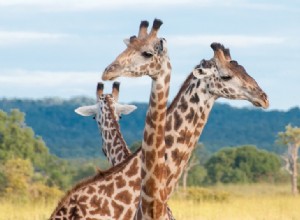 Pas une, mais quatre espèces de girafes 