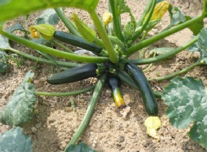 De nouvelles bactéries font de la courgette un meilleur nettoyant pour les sols contaminés 