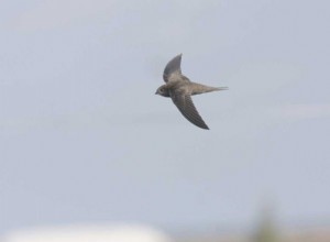 Hirondelle reste dans l air pendant dix mois 