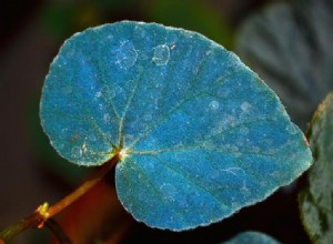 Les bégonias bleus ont un morceau de nanotechnologie à bord 