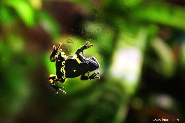 Les grenouilles toxiques meurent plus vite 