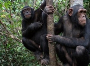 Les chimpanzés ne sont pas si altruistes après tout 