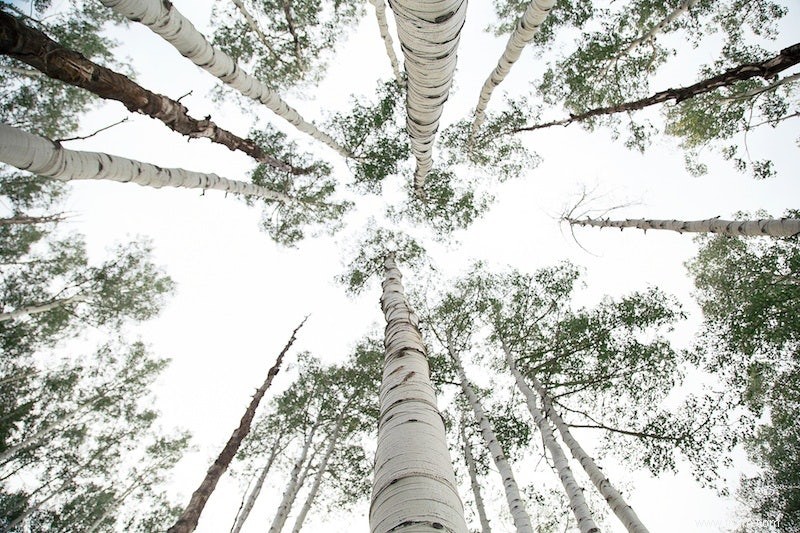 Le réchauffement accélère la vie des plantes 