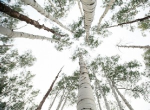 Le réchauffement accélère la vie des plantes 