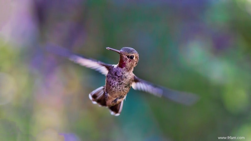 Colibri a un cerveau de course 