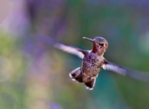 Colibri a un cerveau de course 