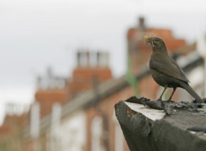 Les oiseaux souffrent du bruit de la circulation 