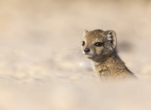 Les animaux sauvages aux enfances difficiles vivent plus longtemps 