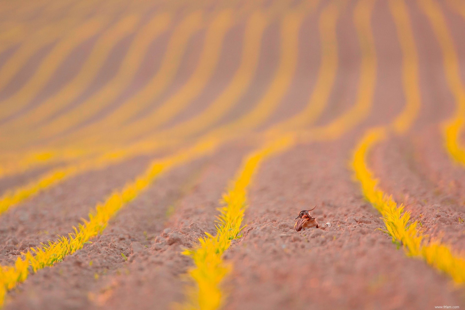 La nature au coin de la rue 