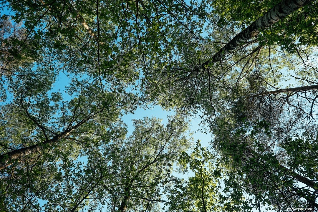 Les vieilles forêts riches en espèces sont de bons aspirateurs à CO2 