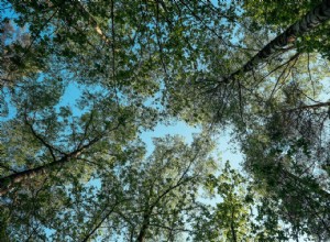 Les vieilles forêts riches en espèces sont de bons aspirateurs à CO2 