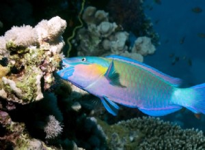 Les Concierges du Barrière de Corail 