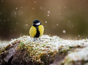 La ville attire la mésange dans un piège 