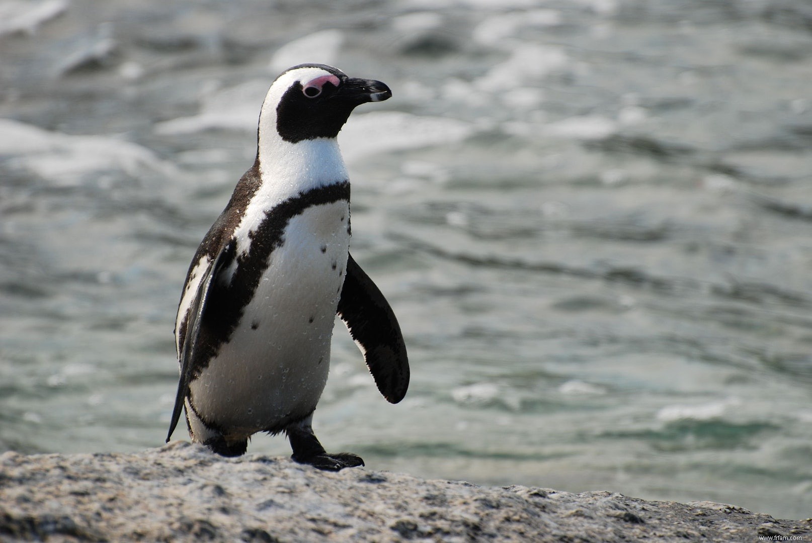 Les pingouins choisissent le mauvais supermarché 