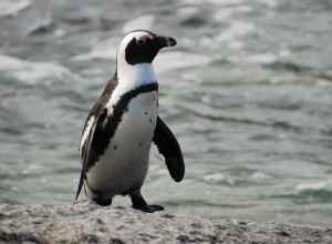 Les pingouins choisissent le mauvais supermarché 