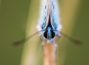 Voici comment transformer votre jardin en paradis des papillons 