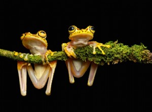 Les grenouilles ont la meilleure vision nocturne 