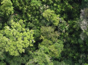 La forêt amazonienne est un travail humain 