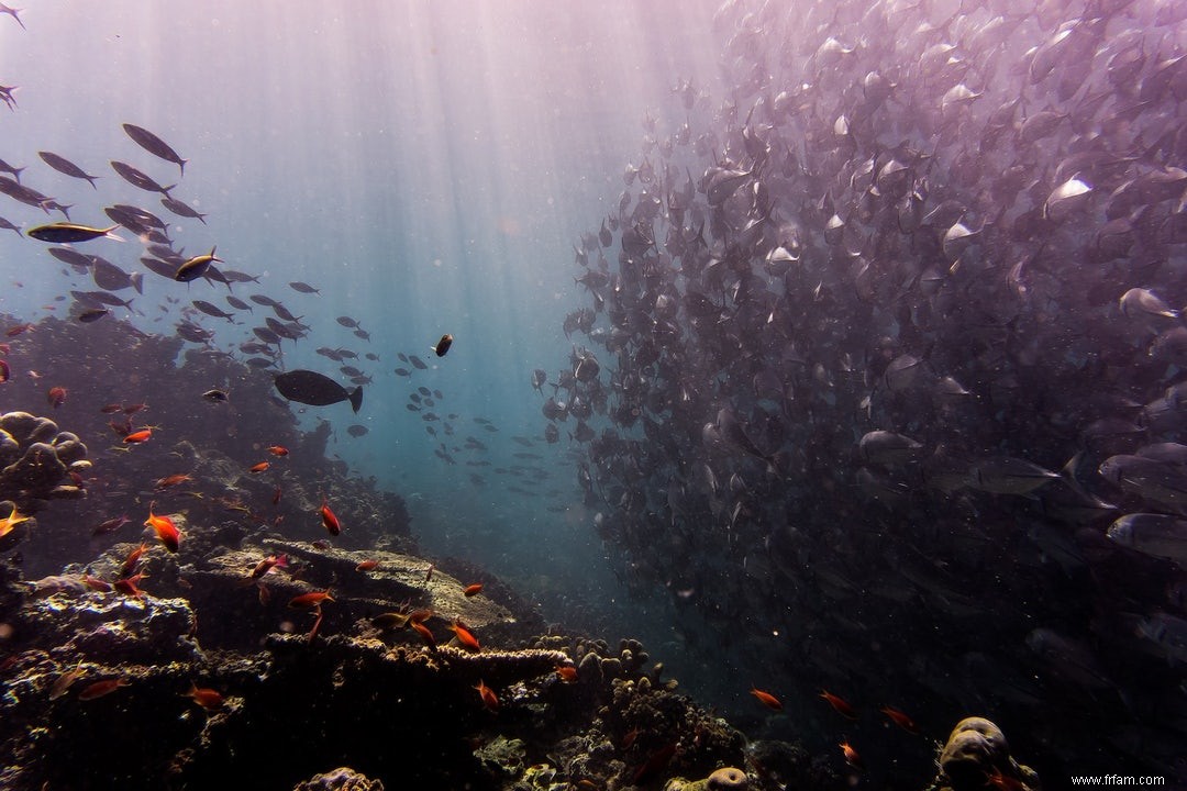 Le poisson ne rétrécira pas à cause du réchauffement climatique 