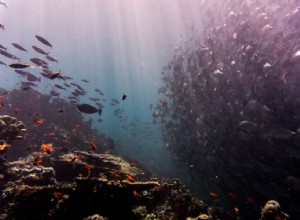 Le poisson ne rétrécira pas à cause du réchauffement climatique 