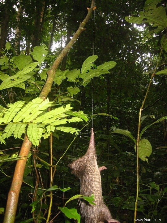 La chasse décime les animaux dans la forêt tropicale 