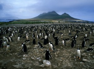 Un volcan a presque anéanti des pingouins 