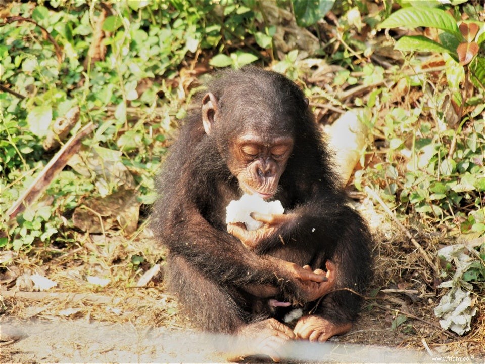 Les fruits font grandir le cerveau des primates 