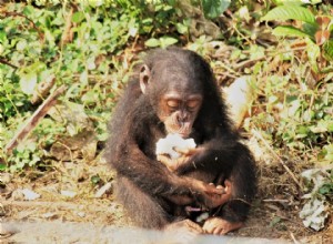 Les fruits font grandir le cerveau des primates 