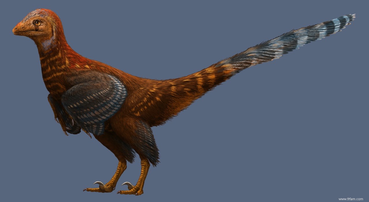 Un dinosaure ressemblant à un oiseau avait des plumes  modernes  