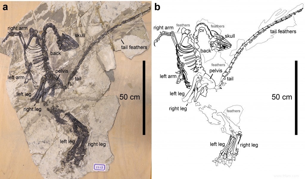 Un dinosaure ressemblant à un oiseau avait des plumes  modernes  