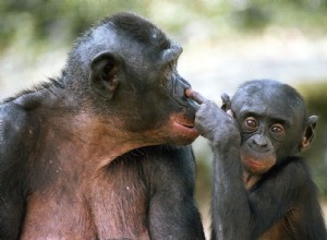 Les bonobos plus proches de l homme que les chimpanzés 