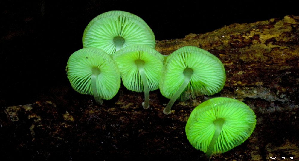 C est pourquoi certains champignons donnent de la lumière 