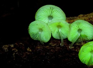 C est pourquoi certains champignons donnent de la lumière 