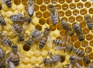 Un clin d œil plein d espoir à la mortalité des abeilles 