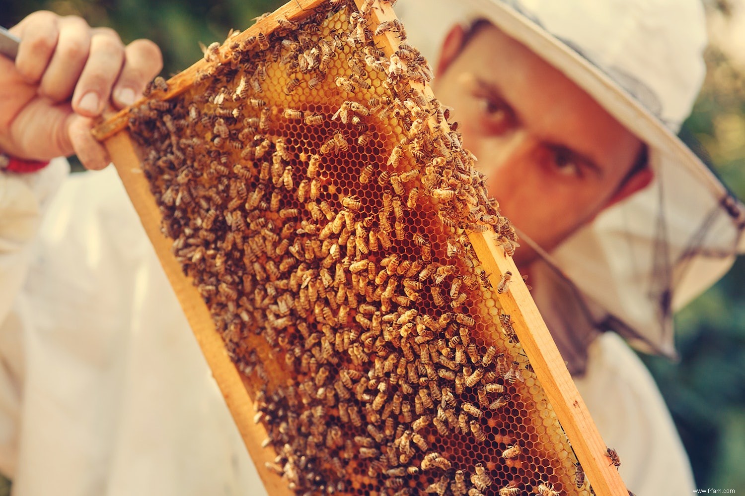 Un clin d œil plein d espoir à la mortalité des abeilles 