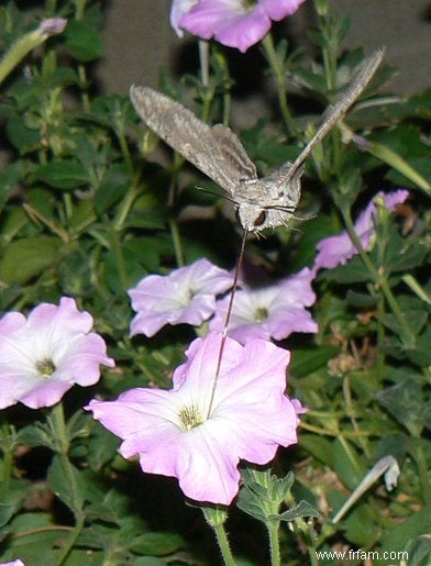 Les fleurs communiquent activement avec les insectes 