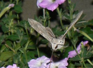 Les fleurs communiquent activement avec les insectes 