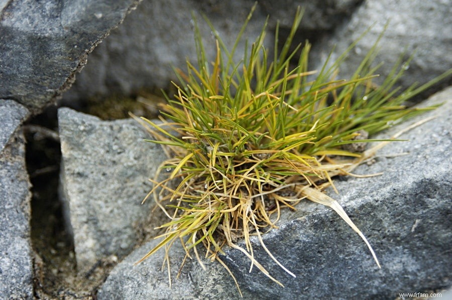 Antarctique :moins de pingouins, plus de plantes 